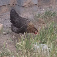 مرغ
