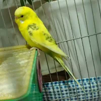 مرغ عشق|پرنده|صوفیان, |دیوار