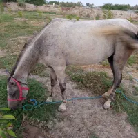فروش اسب