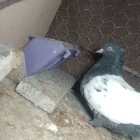 کفتر|پرنده|زرند, |دیوار