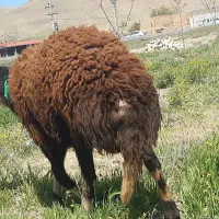 بره  قوچ سه شیره هر کسی خواست در خدمتم