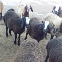 بره نر سبک