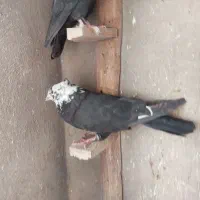 کبوتر تبعیدی|پرنده|قم, الغدیر|دیوار