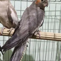 عروس هلندی ماده|پرنده|کازرون, |دیوار