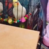 عروس هلندی لوتینوسخنگونرماده