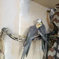 عروس هلندی احلی