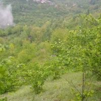 باغ فندوق همراه با خونه باغ