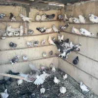 ۱۰۰عدد کفتر گم کردم|حیوانات|قم, زنبیل آباد|دیوار