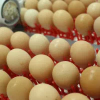 دستگاه جوجه کشی 48 تایی مدل ایزی باتور|لوازم جانبی حیوانات|مشهد, ملک‌آباد|دیوار