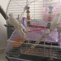 عروس هلندی|پرنده|چناران, |دیوار