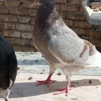 جوجه زیر کت چپ آلبالویی|پرنده|قم, شهید صیاد شیرازی|دیوار