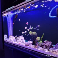 فروش ماهی آکواریومی گیاهخوار