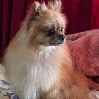 واگذاری پامر خرسی پامراین شیتزو تریر|سگ|مشهد, شیرودی|دیوار