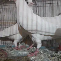 کفترپرشی خوب