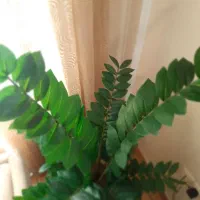 گل زاموفیلیا مصنوعی وارداتی|گل مصنوعی|ری, شهادت|دیوار