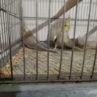 عروس هلندی مولد|پرنده|کرج, آق تپه|دیوار