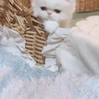 دنیای زیبای پرشین های شجره دار|گربه|شیراز, ارم|دیوار