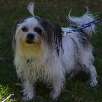 سگ نژادمیکس یورکشایر و شیتزو