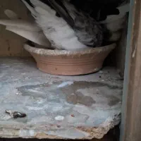 کفتر 25 عدد|پرنده|فردیس, قریشی|دیوار