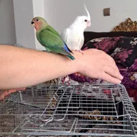 عروسی هلندی و طوطی برزیلی سرلاکی  دو ماهه