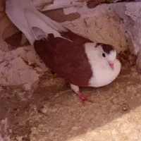 پرنده کفتر