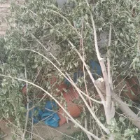کاه جودیم
