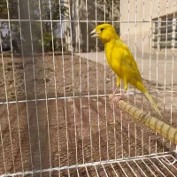 قناری نر قرص زرد رسمی بلند