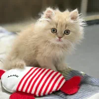 توله گربه پرشین با رگه های بریتیش