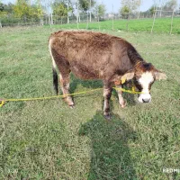 دو راس لیشه جنس زیبا|حیوانات مزرعه|ماسال, |دیوار