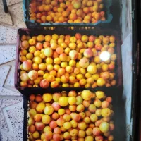 گاخ زرد الو عین عسل|خوردنی و آشامیدنی|میانه, |دیوار