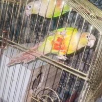 عروس لوتینو مولد تخفیف هم داره|پرنده|همدان, |دیوار