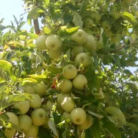 خدمات کارهای باغ و باغشهر وفروش مرغوب ترین درختان|خدمات باغبانی و درختکاری|شیراز, شهرک گلستان|دیوار