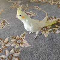 فروش3عدد عروس هلندی اهلی