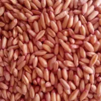 بذر دیم سرداری درجه یک