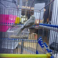 قناری ماده آماده|پرنده|بهبهان, |دیوار