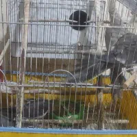 فروش دو عدد عروس هلندی|پرنده|کنارک, |دیوار