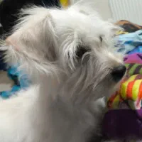 واگذاری سگ خونگی