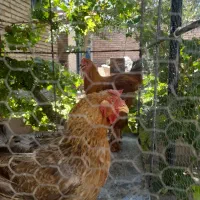 مرغ تخم گذار