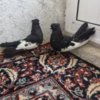 کبوتر ابلغ