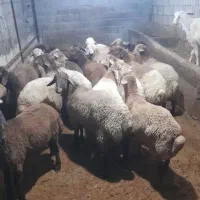 گوسفندقربانی نر ماده