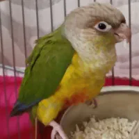 گیرینچیک|پرنده|اصفهان, رسالت|دیوار