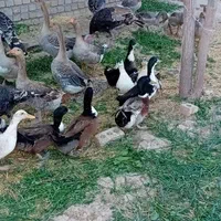 بوقلمون و غاز|حیوانات مزرعه|مشهد, اروند|دیوار