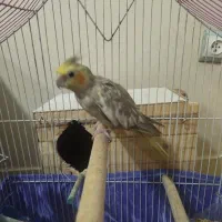 عروس هلندی نر و ماده تخم گذار