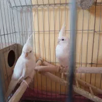 پرنده زینتی|پرنده|سبزوار, توحیدشهر|دیوار