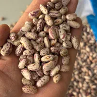 لوبیا چیتی  وارداتی|عمده‌فروشی|پیرانشهر, |دیوار