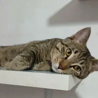 گربه خوشگل وملوس