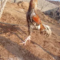 خروس لاری و جوجه لاری