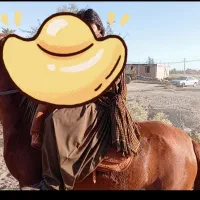 اسب مادیان|اسب و تجهیزات اسبسواری|قلعه گنج, |دیوار