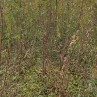 فروش انواع نهال های اصلاح شده و تظمینی درینگی کند|خدمات باغبانی و درختکاری|خسروشاه, |دیوار