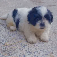 توله شیتزومالتیزعروسکی نر|سگ|رشت, جانبازان|دیوار